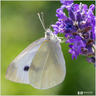 Großer Kohlweißling  |  Canon EOS-5D Mark IV, Sigma 150 f/2,8 Makro DG OS HSM, ISO 640, 1/2000s, f/8, Winkelsucher