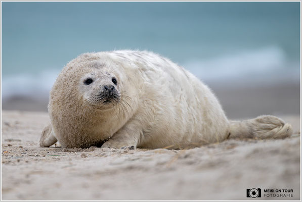 Kegelrobbe Jungtier  |  Nikon Z8, NIKKOR Z 100–400 mm 1:4,5–5,6 VR S (400 mm), ISO 640, 1/800s, f/5,6