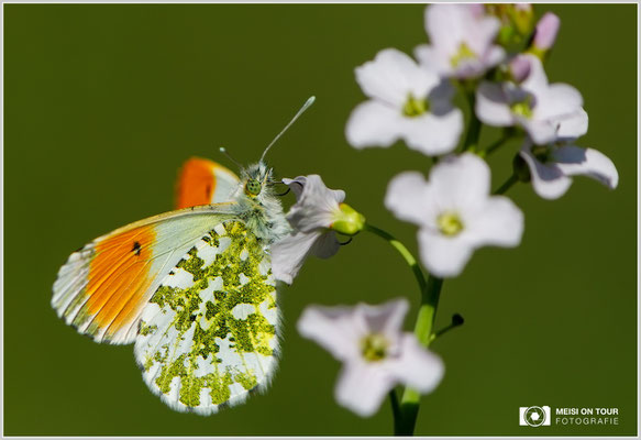 Aurorafalter  |  Canon EOS-5D Mark IV, EF 300 f/2,8 L IS II USM mit Telekonverter 2x III (600 mm), ISO 320, 1/1600s, f/8, Einbeinstativ