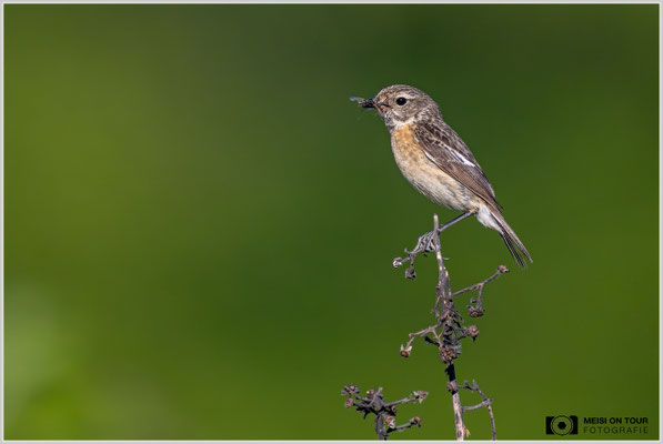 Schwarzkehlchen-Weibchen  |  Nikon Z9, NIKKOR Z 800 mm 1:6,3 VR S mit TC1,4x (1120 mm), ISO 2200, 1/5000s, f/9