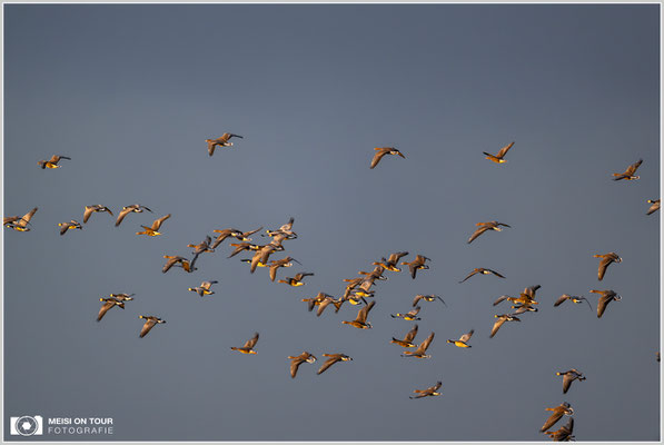 Gänse beim morgentlichen Anflug zu den Futterplätzen  |  Nikon Z9, NIKKOR Z 800 mm 1:6,3 VR S, ISO 2200, 1/1250s, f/6,3