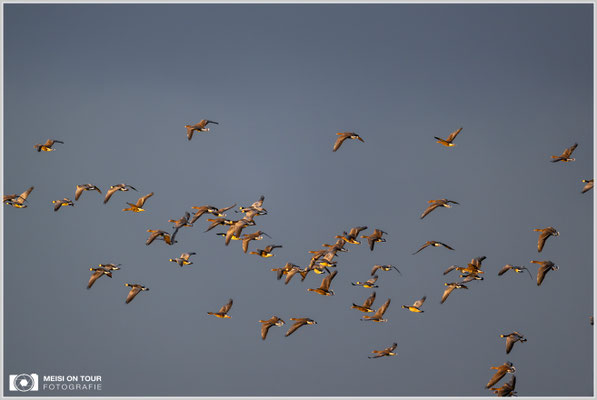Gänse beim morgentlichen Anflug zu den Futterplätzen  |  Nikon Z9, NIKKOR Z 800 mm 1:6,3 VR S, ISO 2200, 1/1250s, f/6,3
