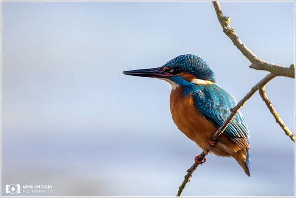 Eisvogel  |  Canon EOS R6, EF 300 f/2,8 L IS II USM mit Telekonverter 2x (600 mm), ISO 1600, 1/1000s, f/6,3, Einbeinstativ