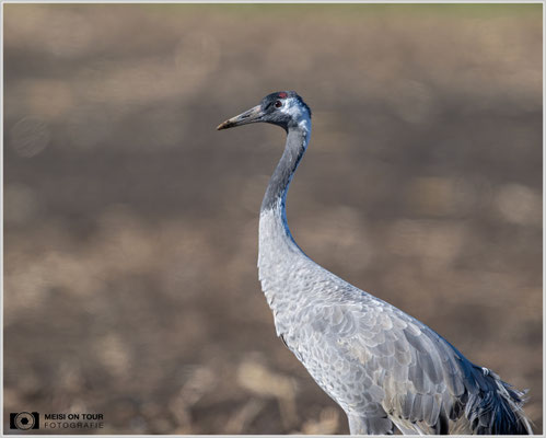 Grauer Kranich  |  Nikon Z9, NIKKOR Z 800 mm 1:6,3 VR S mit TC2,0x (1600 mm), ISO 1000, 1/1000s, f/13