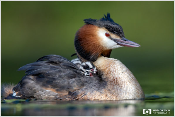 Haubentaucher  |  Canon EOS R6, EF 300 f/2,8 L IS II USM mit Telekonverter 2x (600 mm), ISO 1600, 1/1600s, f/7,1