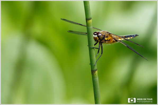 Vierfleck  |  Canon EOS-7D Mark II, EF 300 f/2,8 L IS II USM, ISO 100, 1/500s, f/5 Einbeinstativ
