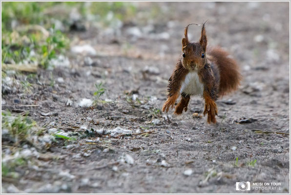 Eichhörnchen  |  Canon EOS-5D Mark IV, EF 300 f/2,8 L IS II USM mit Telekonverter 2x III (600 mm), ISO 4000, 1/800s, f/5,6