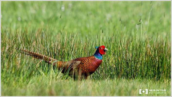 Fasan  |  Canon EOS-5D Mark IV, EF 300 f/2,8 L IS II USM mit Telekonverter 2x III (600 mm), ISO 400, 1/1000s, f/7,1, Einbeinstativ