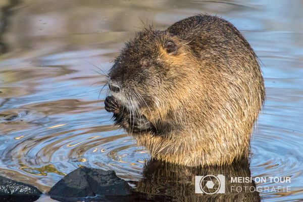 Nutria  |  Canon EOS-7D Mark II, Sigma 50-450 (450 mm), ISO 2000, 1/1000s, f/8, Einbeinstativ