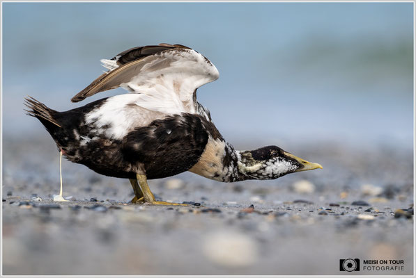 Eiderente  |  Nikon Z9, NIKKOR Z 800 mm 1:6,3 VR S, ISO 400, 1/1600s, f/6,3