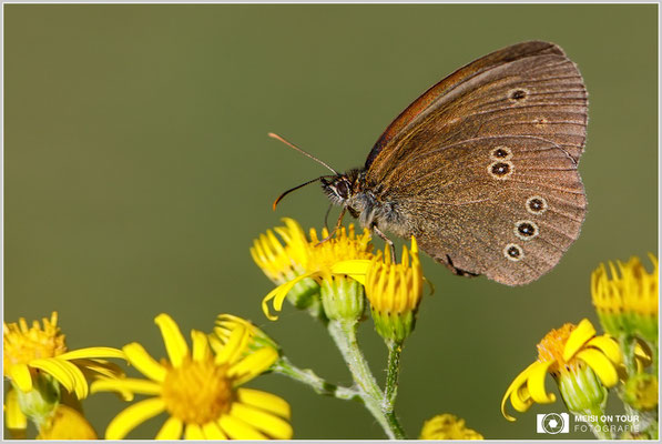 Brauner Waldvogel  |  Canon EOS-5D Mark IV, EF 300 f/2,8 L IS II USM mit Telekonverter 2x III (600 mm), ISO 400, 1/1600s, f/8, Einbeinstativ