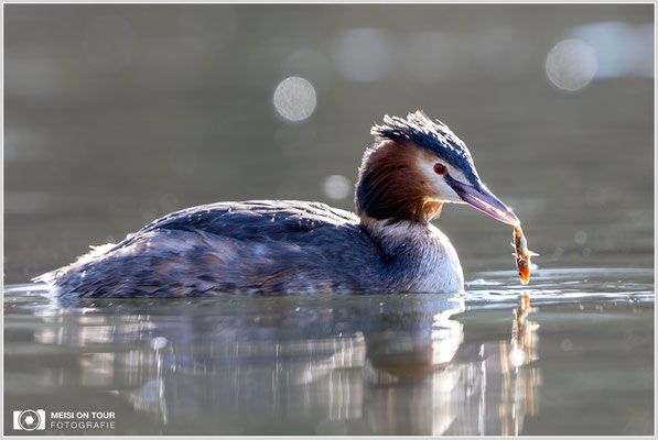 Haubentaucher  |  Canon EOS R6, EF 300 f/2,8 L IS II USM mit Telekonverter 2x (600 mm), ISO 800, 1/250s, f/7,1