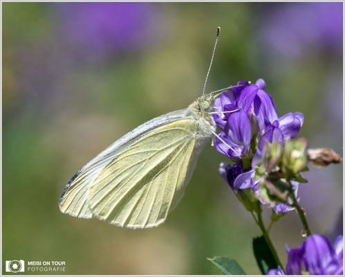 Kohlweißling  |  Nikon Z9, NIKKOR Z 100–400 mm 1:4,5–5,6 VR S mit TC2,0x (800 mm), ISO 720, 1/1000s, f/11