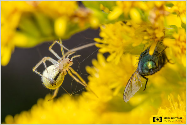 Krabbenspinne mit erbeuteter Fliege |  Nikon Z8, NIKKOR Z MC 105 1:2,8 VR S, ISO 4000, 1/1000s, f/11