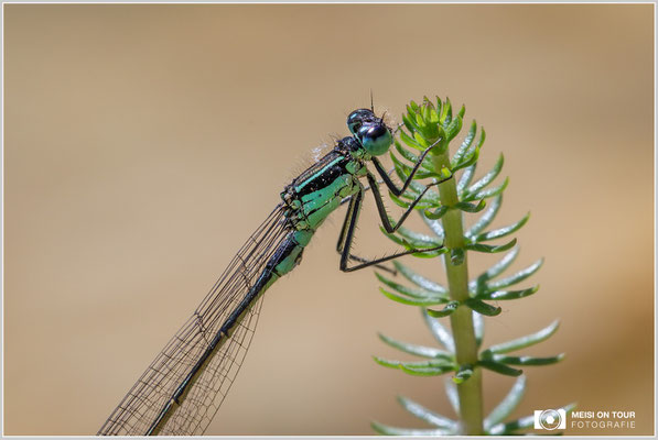 Pechlibelle  |  Canon EOS-5D Mark IV, Sigma 150 f/2,8 Makro DG OS HSM mit Telekonverter 1,4x III (210 mm), ISO 400, 1/640s, f/11, Einbeinstativ