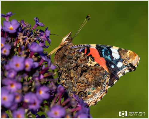 Admiral  |  Canon EOS R6, Sigma 150 f/2,8 Makro DG OS HSM mit Telekonverter 1,4x III (210 mm), ISO 800, 1/800s, f/8