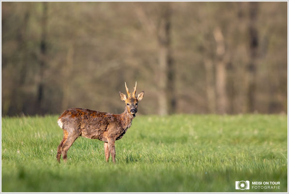 Rehbock  |  Canon EOS R6, EF 300 f/2,8 L IS II USM mit Telekonverter 2x (600 mm), ISO 800, 1/1600s, f/5,6