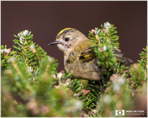 Canon Wintergoldhähnchen  |  EOS R6, EF 300 f/2,8 L IS II USM mit Telekonverter 2x (600 mm), ISO 3200, 1/1600s, f/6,3