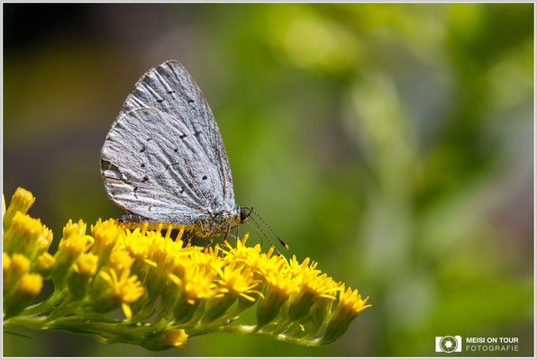 Faulbaum-Bläuling  |  Canon EOS-5D Mark IV, Sigma 150 f/2,8 Makro DG OS HSM, ISO 400, 1/800s, f/9, Einbeinstativ