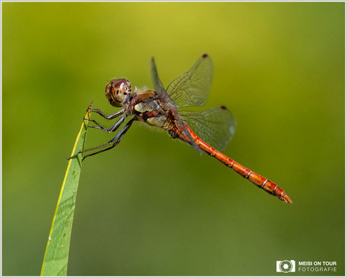 Große Heidelibelle  |  Nikon Z9, NIKKOR Z 100–400 mm 1:4,5–5,6 VR S (300 mm), ISO 1600, 1/3200s, f/8