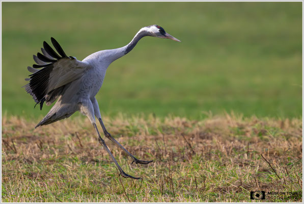 Grauer Kranich  |  Nikon Z9, NIKKOR Z 800 mm 1:6,3 VR S mit TC1,4x (1120 mm), ISO 5600, 1/1600s, f/9