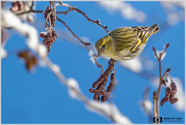 Erlenzeisig-Weibchen  |  Nikon Z9, NIKKOR Z 800 mm 1:6,3 VR S mit TC1,4x (1120 mm), ISO 2000, 1/2000s, f/9