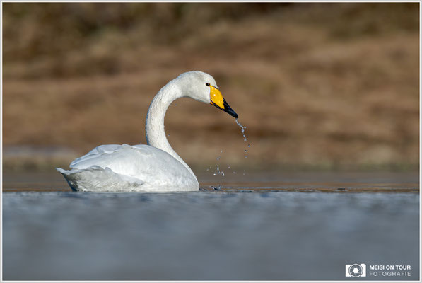 Singschwan bei Ramberg | Nikon Z9, NIKKOR Z 100-400 mm 1:5,6 S +TC 2,0 (630 mm), ISO 450, 1/1600s, f/11