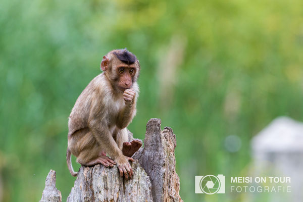  Pavian (Zoo)  |  Canon EOS-6D, EF 300 f/2,8L IS II USM, ISO 400, 1/500s, f/4