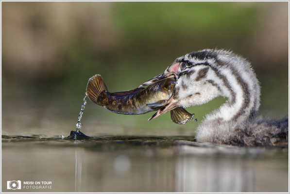Haubentaucher  |  Canon EOS-5D Mark IV, EF 300 f/2,8 L IS II USM mit Telekonverter 2x (600 mm), ISO 500, 1/1600s, f/6,3, Reissack, Winkelsucher