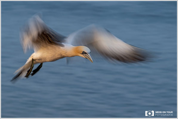 Basstölpel  |  Nikon Z9, NIKKOR Z 100–400 mm 1:4,5–5,6 VR S (195 mm), ISO 100, 1/40s, f/11