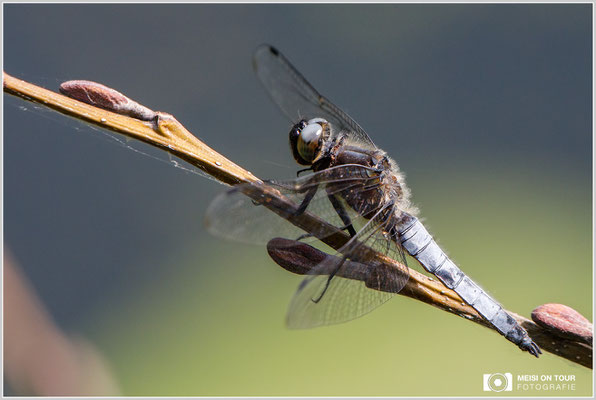 Spitzenfleck  |  Canon EOS-5D Mark IV, EF 300 f/2,8 L IS II USM mit Telekonverter 2x III (600 mm), ISO 1250, 1/1600s, f/9, Einbeinstativ