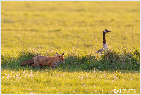 Rotfuchs  |  Canon EOS-5D Mark IV, EF 300 f/2,8 L IS II USM mit Telekonverter 2x III (600 mm), ISO 400, 1/640s, f/5,6, Einbeinstativ
