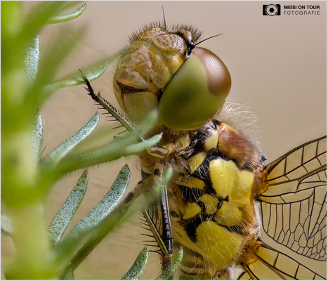 Große Heidelibelle  |  Canon EOS R6, Sigma 150 f/2,8 Makro DG OS HSM mit Telekonverter 2x III (300 mm), ISO 800, 1/200s, f/5,6 Stack (170 Aufnahmen)