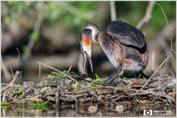 Haubentaucher  |  Canon EOS-5D Mark IV, EF 300 f/2,8 L IS II USM mit Telekonverter 2x (600 mm), ISO 640, 1/1600s, f/5,6, Reissack, Winkelsucher