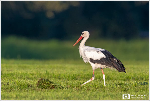 Weißstorch  |  Nikon Z9, NIKKOR Z 800 mm 1:6,3 VR S mit TC2,0x (1600 mm), ISO 1100, 1/640s, f/13