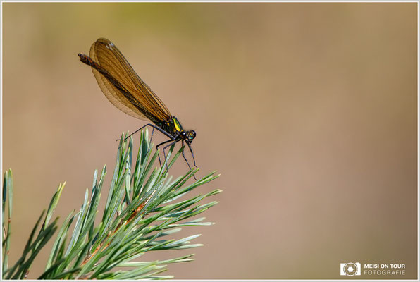 Blauflügel-Prachtlibelle  |  Canon EOS-5D Mark IV, EF 300 f/2,8 L IS II USM mit Telekonverter 2x III (600 mm), ISO 1600, 1/1000s, f/10, Einbeinstativ