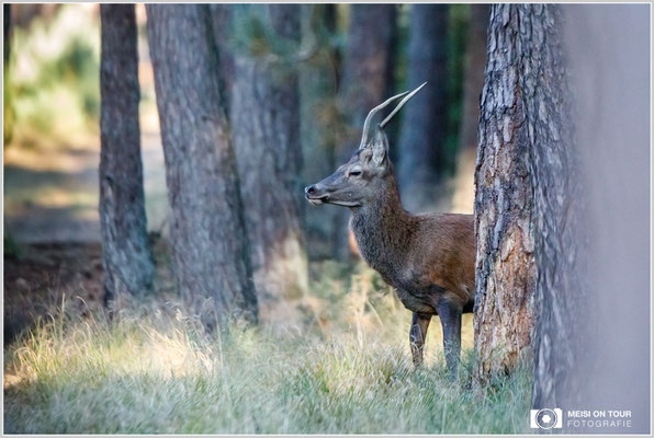 Rothirsch  |  Canon EOS-5D Mark IV, EF 300 f/2,8 L IS II USM mit Telekonverter 2x III (600 mm), ISO 8000, 1/1250s, f/5,6, Einbeinstativ