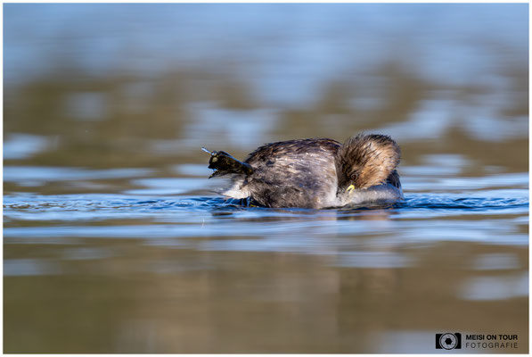 Zwergtaucher  |  Nikon Z9, NIKKOR Z 800 mm 1:6,3 VR S mit TC1,4x (1120 mm), ISO 1250, 1/2000s, f/9