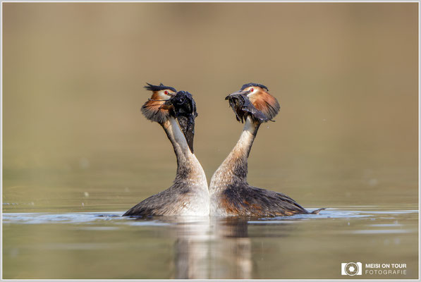 Haubentaucher  |  Canon EOS-5D Mark IV, EF 300 f/2,8 L IS II USM mit Telekonverter 2x (600 mm), ISO 800, 1/1600s, f/5,6, Reissack, Winkelsucher