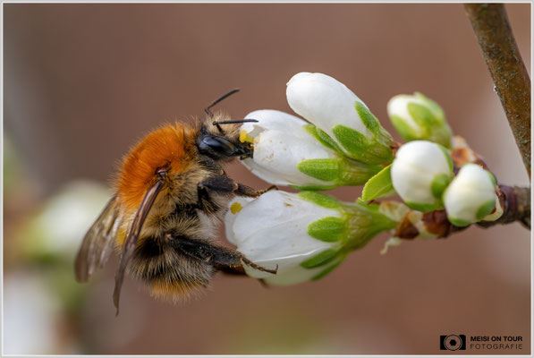 Ackerhummel  |  Nikon Z8, Sony FE 100mm F2.8 Makro GM OSS mit Sony Konverter 2,0 (200mm), ISO 1400, 1/1250s, f/10
