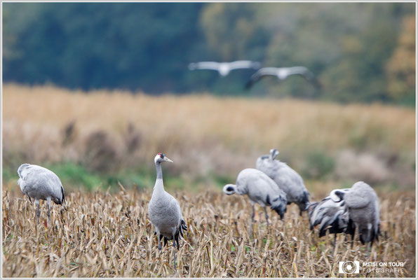 Grauer Kranich  |  Canon EOS-5D Mark IV, EF 300 f/2,8 L IS II USM mit Telekonverter 2x III (600 mm), ISO 1000, 1/1000s, f/6,3, Stativ