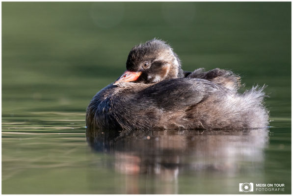 Zwergtaucher  |  Nikon Z8, NIKKOR Z 800 mm 1:6,3 VR S mit TC1,4x (1120 mm), ISO 1000, 1/1000s, f/9