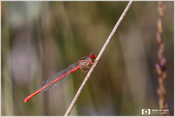 Späte Adonislibelle  |  Canon EOS-6D Mark, Sigma 150 f/2,8 Makro DG OS HSM, ISO 1250, 1/640s, f/10, Einbeinstativ