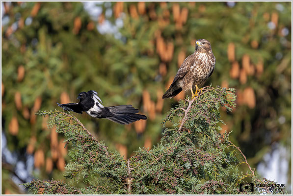 Elster ärgert Mäusebussard  |  Nikon Z9, NIKKOR Z 800 mm 1:6,3 VR S mit TC1,4x (1120 mm), ISO 1600, 1/2000s, f/9