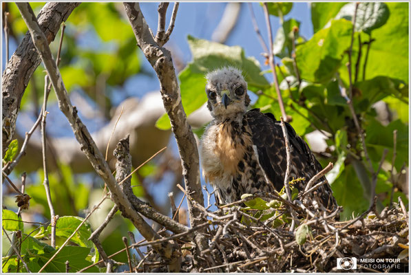 Rotschwanzbussard Nestling | Nikon Z9, NIKKOR Z 800 mm 1:6,3 VR S mit TC1,4x (1120 mm), ISO 3600, 1/3200s, f/9