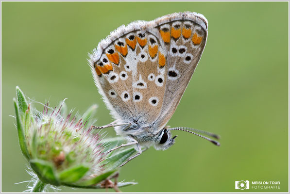 Himmelblauer Bläuling  |  Canon EOS-5D Mark IV, Sigma 150 f/2,8 Makro DG OS HSM mit Telekonverter 1,4x III (210 mm), ISO 800, 1/125s, f/8, Einbeinstativ