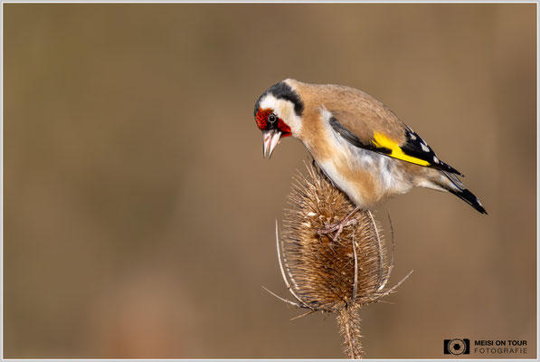 Stieglitz an Weber-Karde  |  Nikon Z9, NIKKOR Z 800 mm 1:6,3 VR S mit TC1,4x (1120 mm), ISO 2000, 1/3200s, f/9
