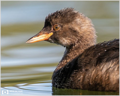 Zwergtaucher  |  Nikon Z8, NIKKOR Z 800 mm 1:6,3 VR S mit TC1,4x (1120 mm), ISO 1600, 1/1000s, f/9