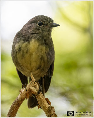 Langbeinschnäpper am Kepler Track  |  Nikon Z9, NIKKOR Z 100–400 mm 1:4,5–5,6 VR S mit TC2,0x (480 mm), ISO 6400, 1/200s, f/10