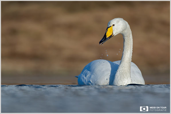 Singschwan bei Ramberg | Nikon Z9, NIKKOR Z 100-400 mm 1:5,6 S +TC 2,0 (800 mm), ISO 640, 1/1600s, f/11